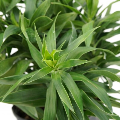 Dracaena reflexa - bush