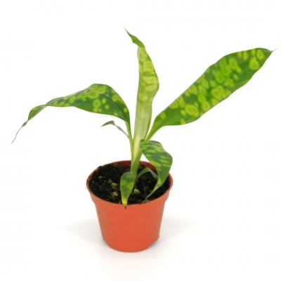 Dracaena 'Malachite'