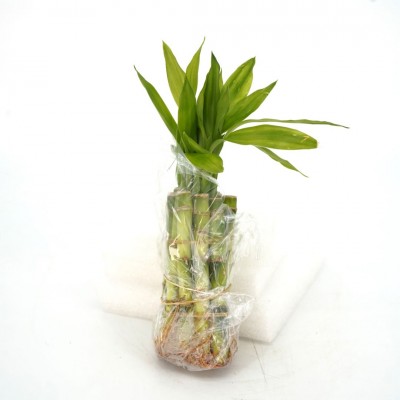 Dracaena sanderiana - bare root