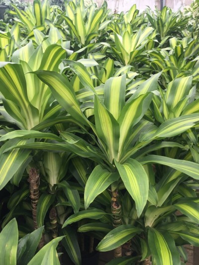 Dracaena frag. 'Kristi'