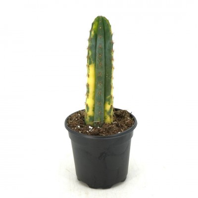 Echinopsis pachanoi 'Variegata'