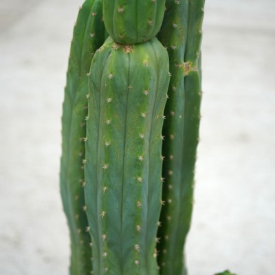 Echinopsis pachanoi