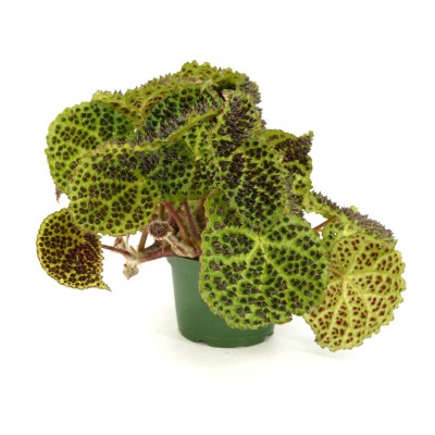 Begonia ferox