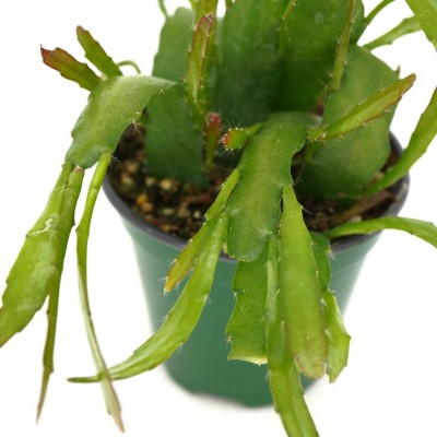 Epiphyllum hookeri