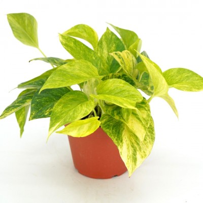 Epipremnum aur. Sunshine Goddess - Upright