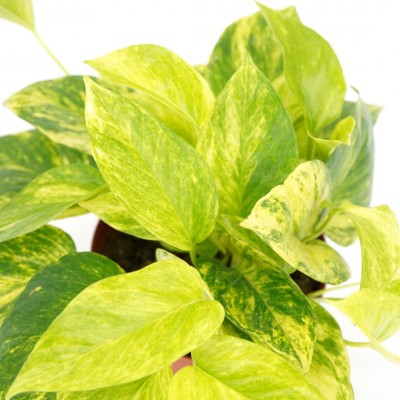 Epipremnum aur. Sunshine Goddess - Upright