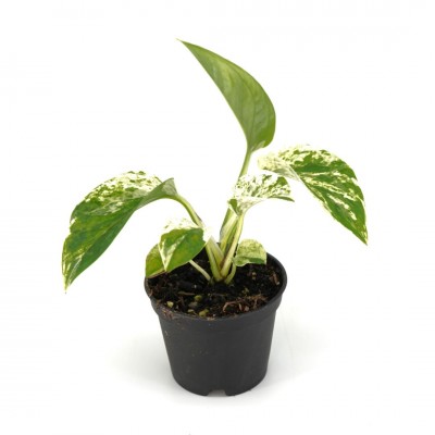 Epipremnum aur. 'Marble Queen'