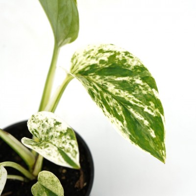 Epipremnum aur. 'Marble Queen'
