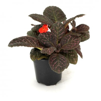 Episcia 'Corazon' 2in - Washington - Cascade Tropicals