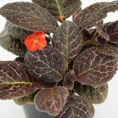 Episcia 'Corazon'