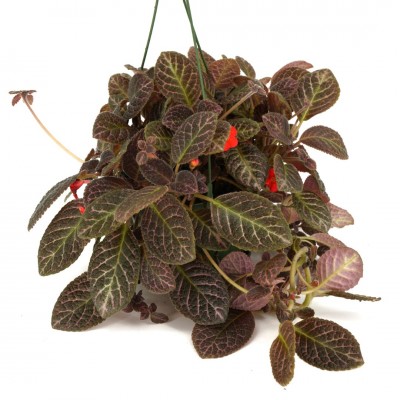 Episcia 'Corazon' 2in - Washington - Cascade Tropicals