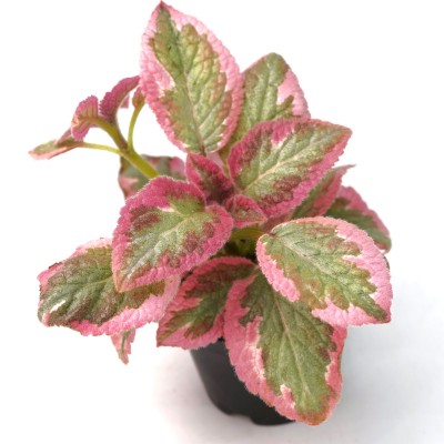 Episcia cupreata 'Cleopatra'