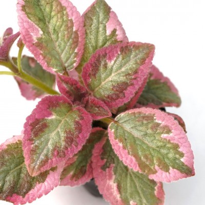 Episcia cupreata 'Cleopatra'