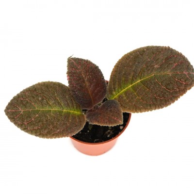 Episcia 'Corazon'
