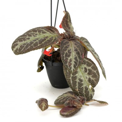 Episcia 'Yuri' - HB