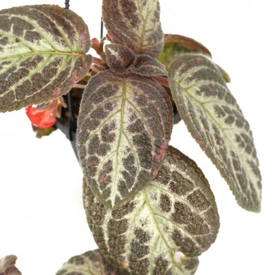 Episcia 'Yuri' - HB