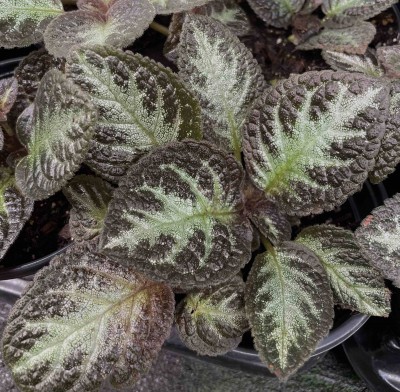 Episcia 'Yuri' - HB