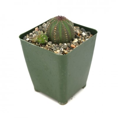 Euphorbia obesa hybrid
