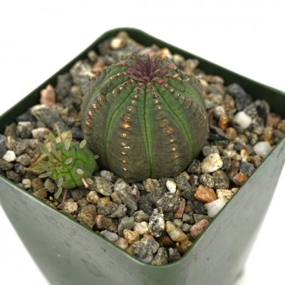 Euphorbia obesa hybrid