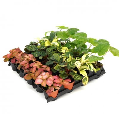 Ferns & Foliage Assorted - 20 per flat