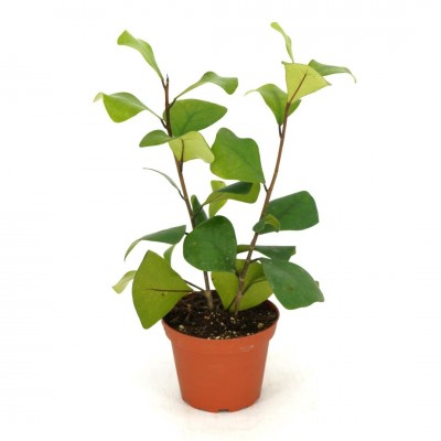Ficus triangularis