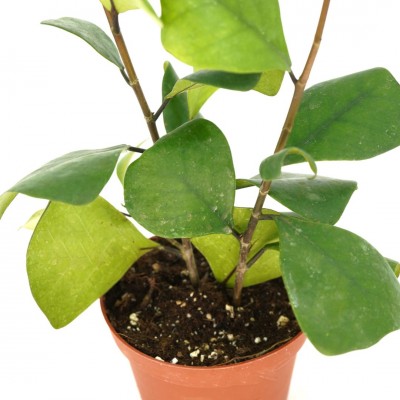 Ficus triangularis