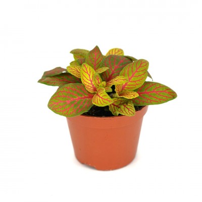 Fittonia albivenis 'Skeleton'