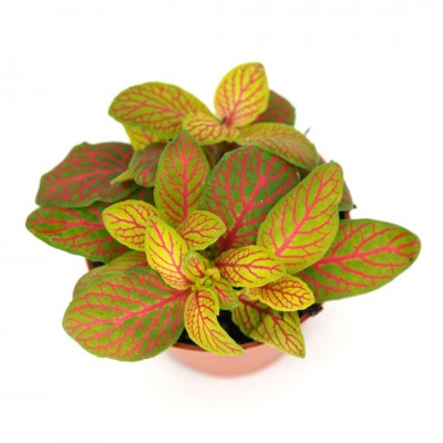 Fittonia albivenis 'Skeleton'