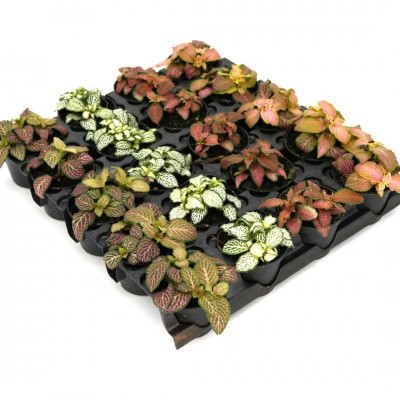 Fittonia assorted Premium - 20 per flat