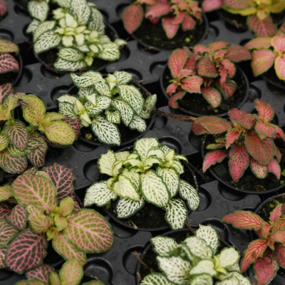 Fittonia assorted Premium - 20 per flat