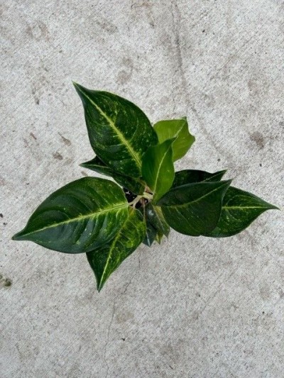 Aglaonema 'Green Papaya'