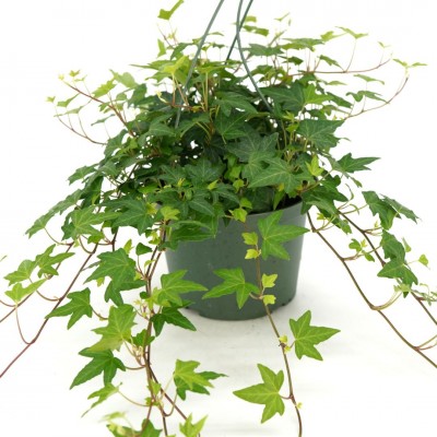 Hedera helix Green - trellis 6in - Washington - Cascade Tropicals