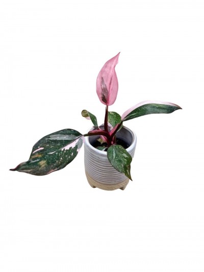 Philodendron 'Pink Princess' - High Color