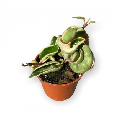 Hoya carnosa ‘Compacta Variegata’ 2in - Washington - Cascade Tropicals