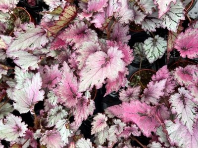 Begonia 'Jurassic Jr. Rose Splash'
