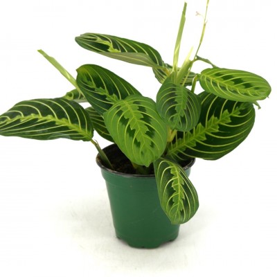 Maranta leuc. 'Lemon Lime'