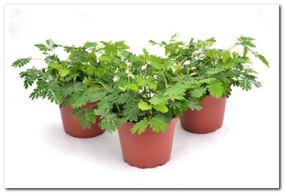 Mimosa pudica 4in - Washington - Cascade Tropicals