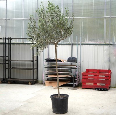 Olea europaea 'Arbequina' - standard
