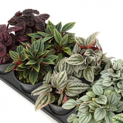 Peperomia assorted - 10 per flat