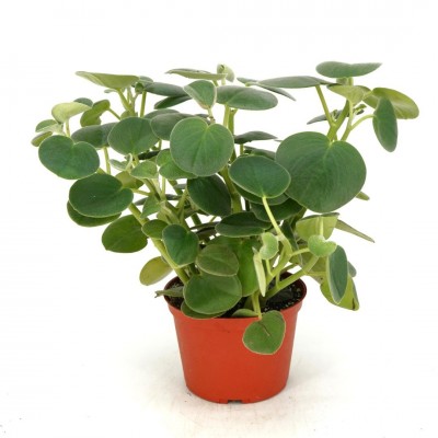 Peperomia incana