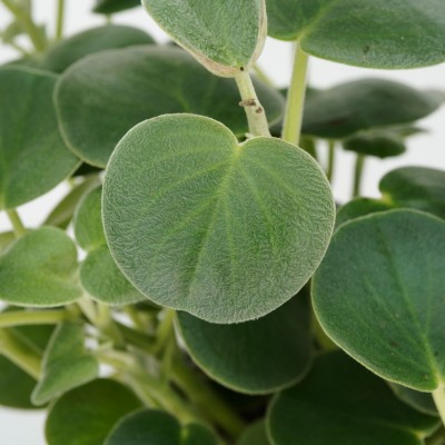 Peperomia incana