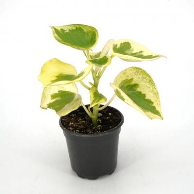 alocasia polly variegata Alocasia Polly Mint
