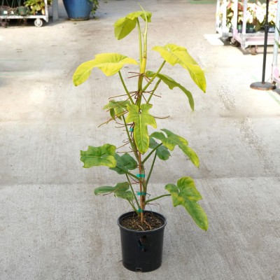 Philodendron bipennifolium aurea 4in - Washington - Cascade Tropicals