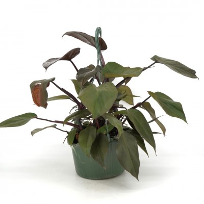 Philodendron 'Bloody Mary' - HB
