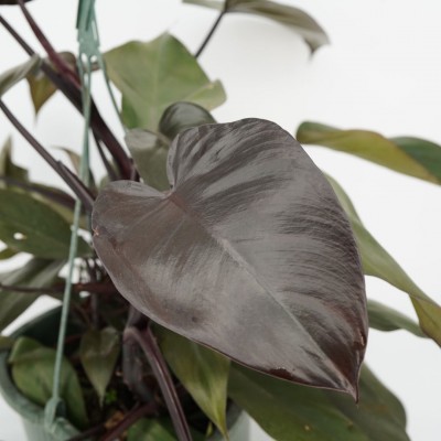 Philodendron 'Bloody Mary' - HB