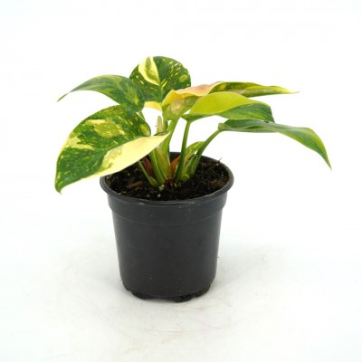 Philodendron 'Congo Green Marble Variegated'