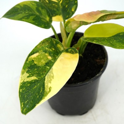 Philodendron 'Congo Green Marble Variegated'