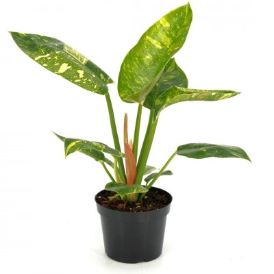 Philodendron 'Congo Green Marble Variegated' 4in - Washington - Cascade  Tropicals