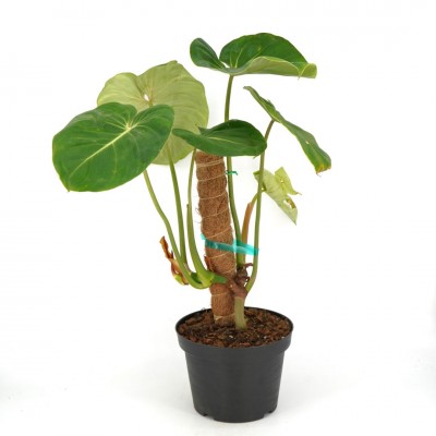 Philodendron gloriosum