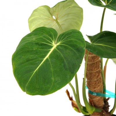 Philodendron gloriosum
